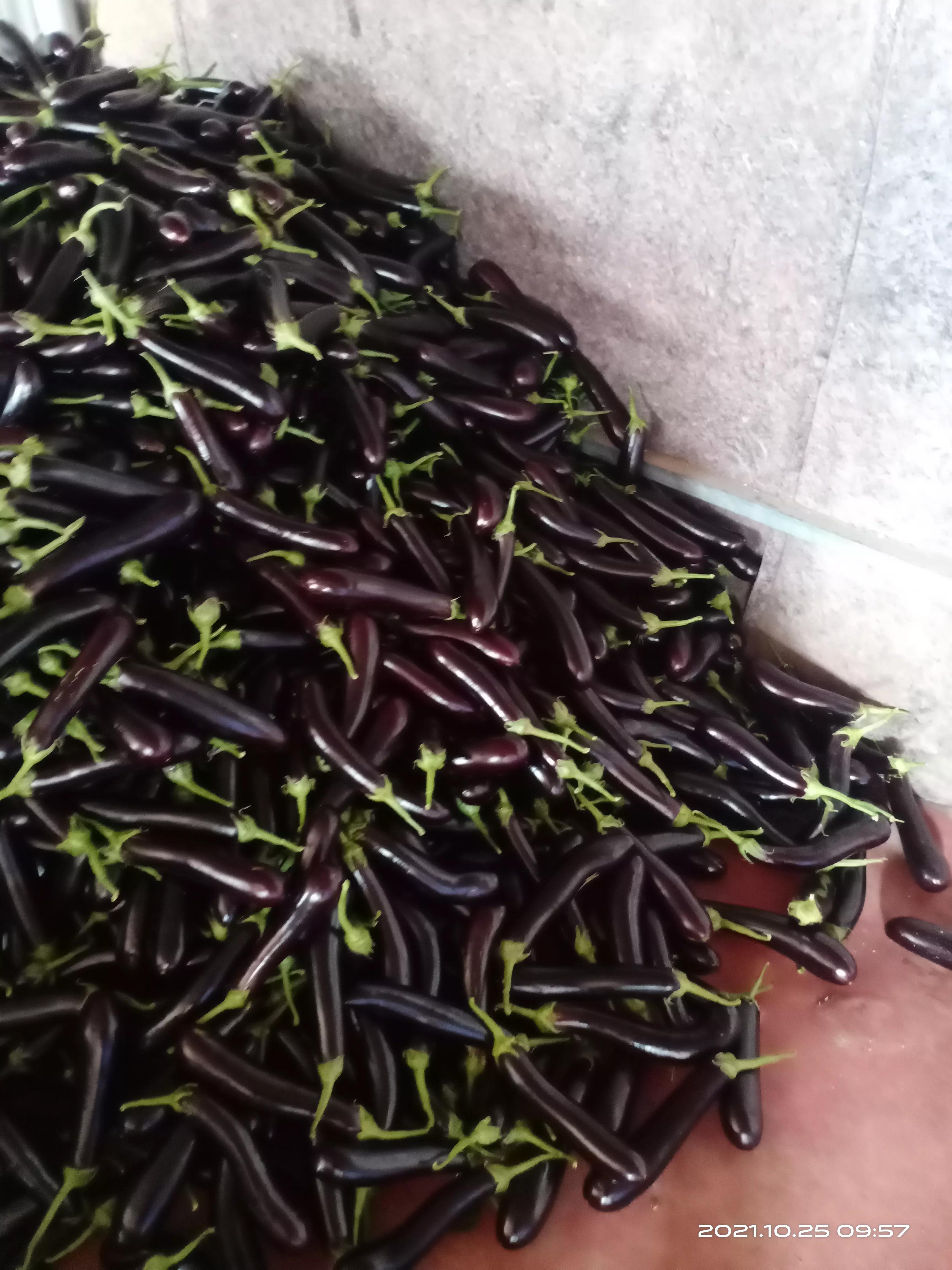 青州蔬菜今日行情 (寿光青州临朐等最新蔬菜价格行情)