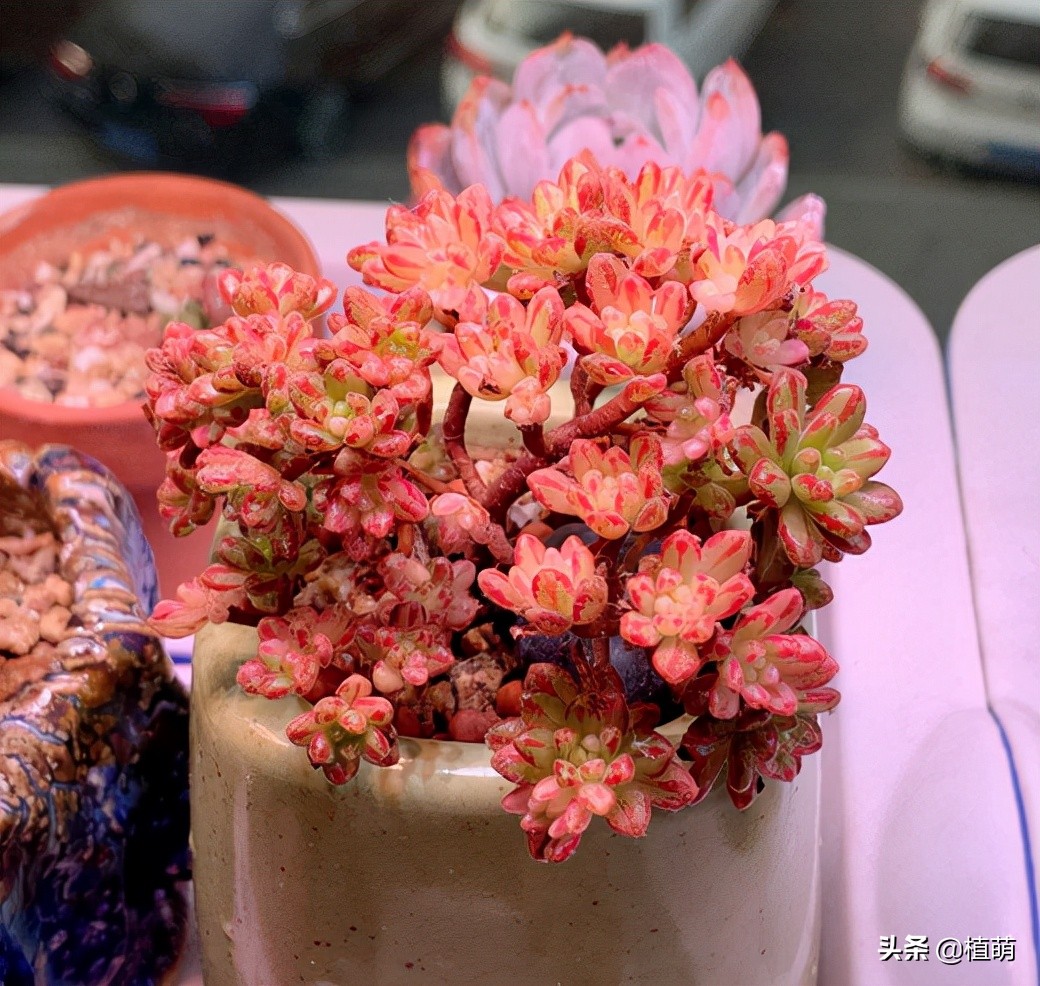 小人祭上盆修根吗,小人祭多肉的枝干怎么养粗壮