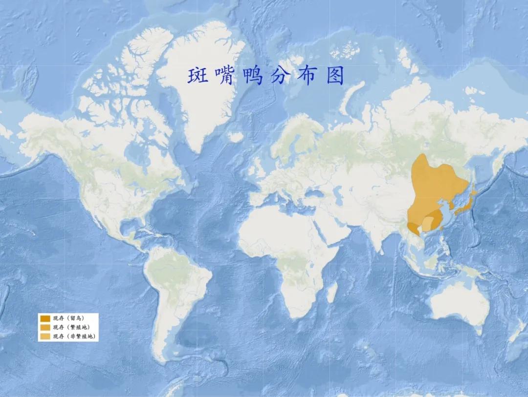 涂上黄色的“润唇膏”,TA就是野鸭中最靓的仔