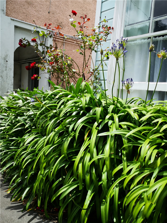 新西兰总理府前吃素食