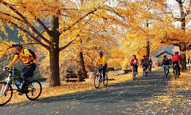 国家地理100个最美景观摄影点,全国银杏观赏地图