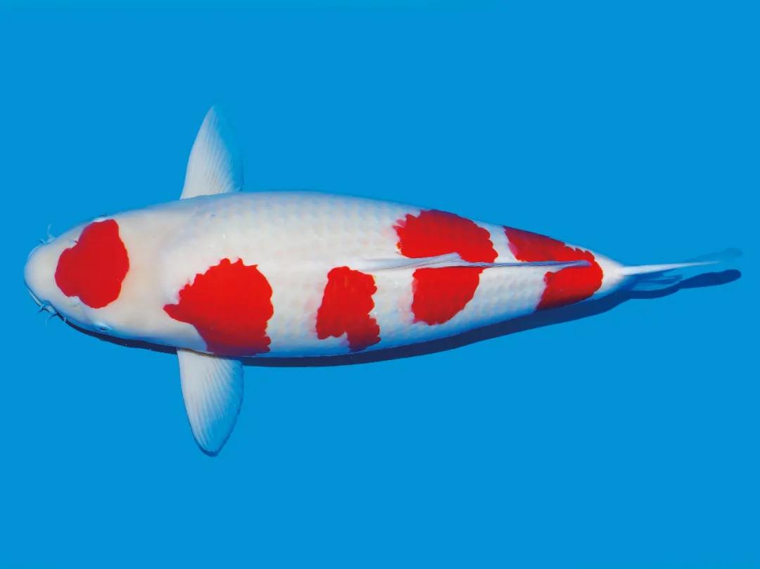 锦鲤的十三个大类名字叫什么,锦鲤十三鳞