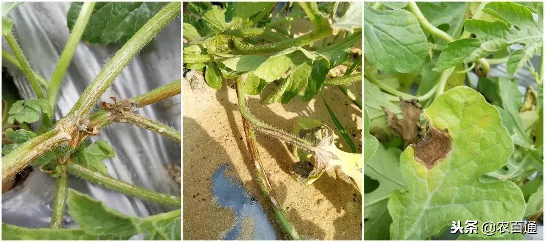 西瓜下雨之前打什么药防治病害,西瓜幼苗病害的各种症状图片