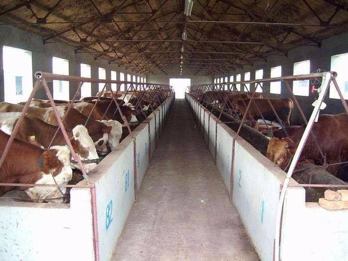 小牛肺炎有什么特效药,小牛肺炎的治疗方法