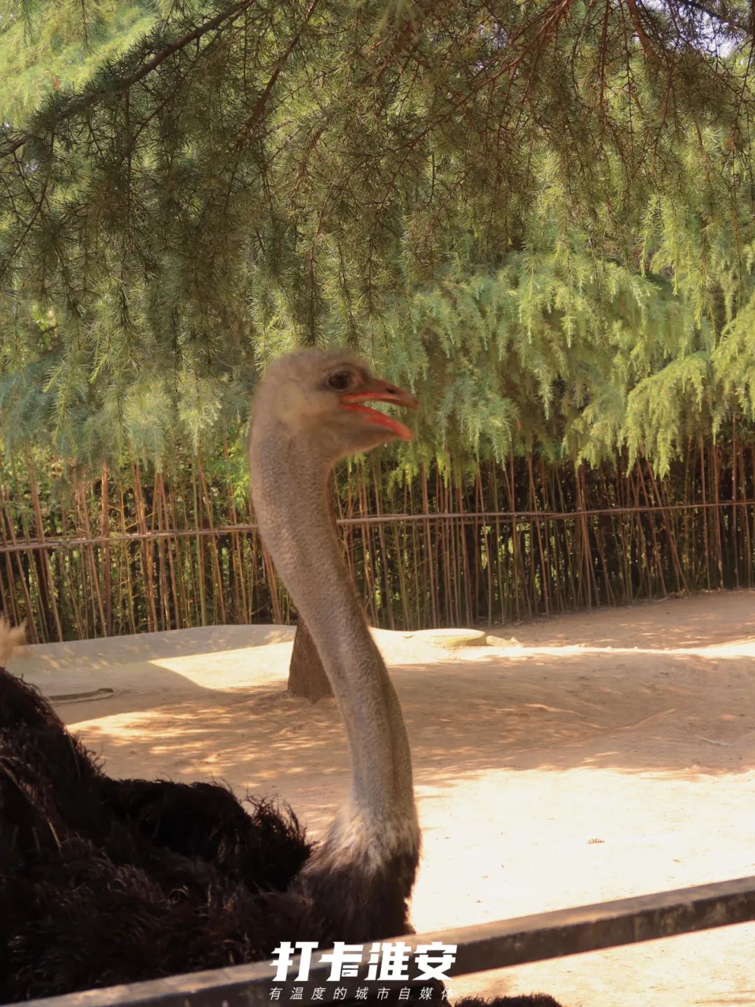 儿童节去儿童乐园,儿童节去公园玩