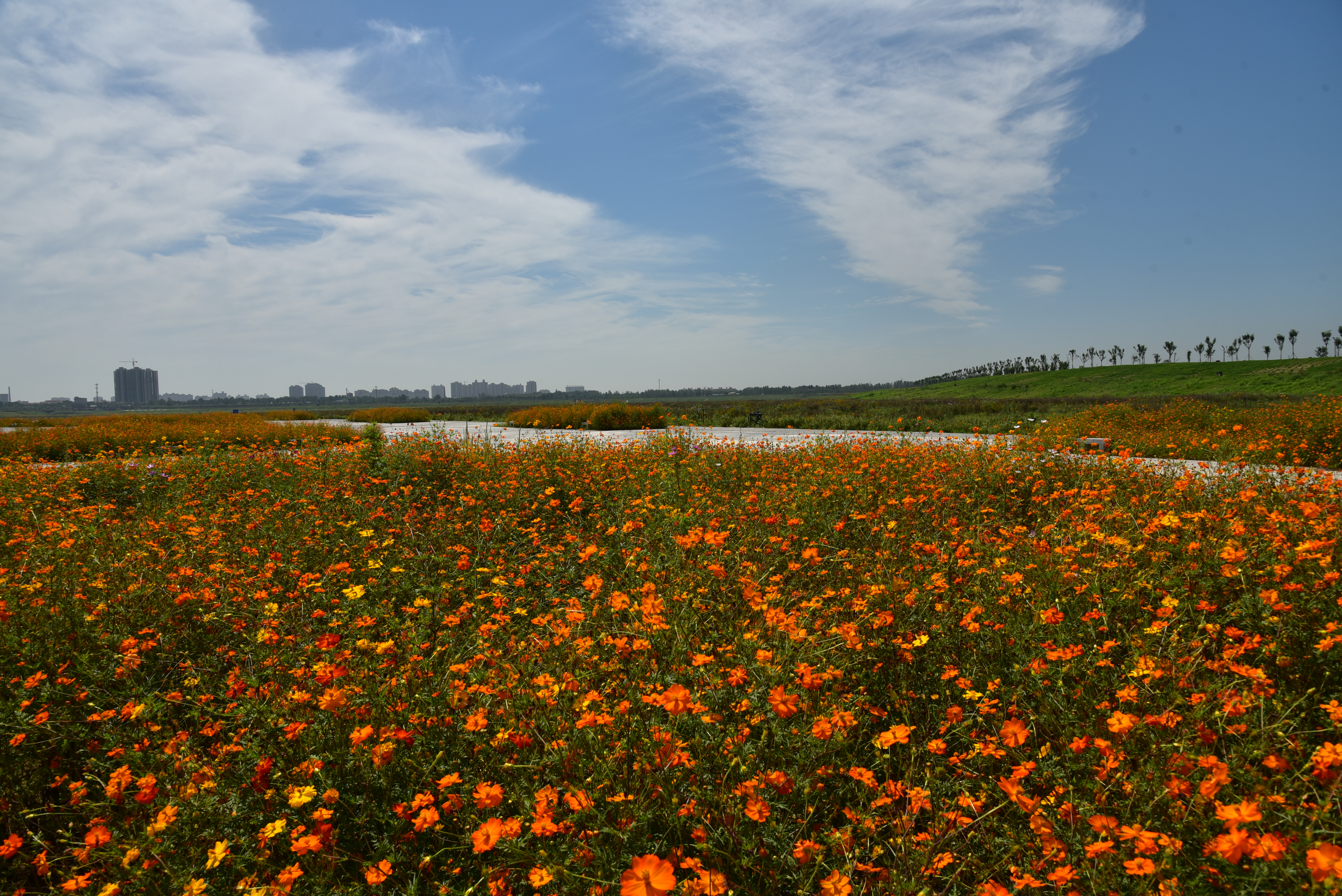 又一大片花海惊艳滹沱河,滹沱河生态景区滹沱花海