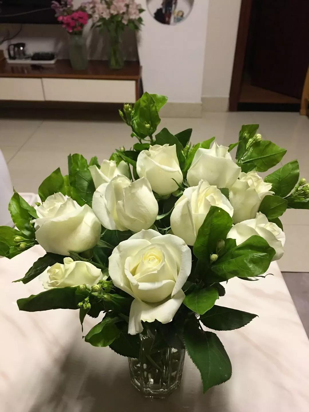 玫瑰养护教程文字,玫瑰养护技巧与方法