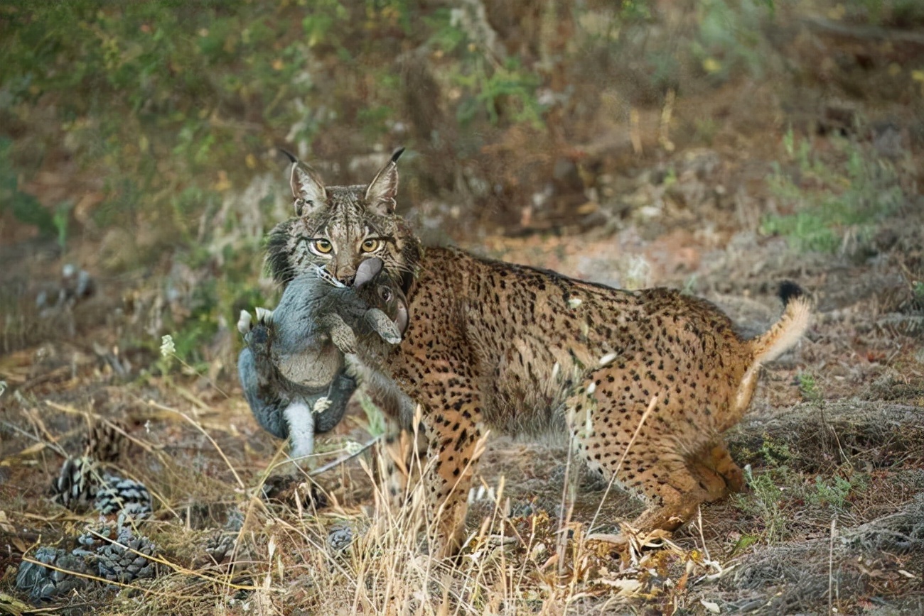 猞猁首次现身云南狼群将遭到威胁,猞猁凶残到什么程度的