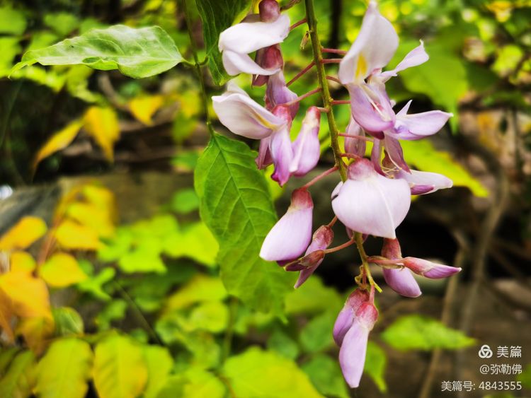 高新枫林华府住房,高新枫林华府小区评测