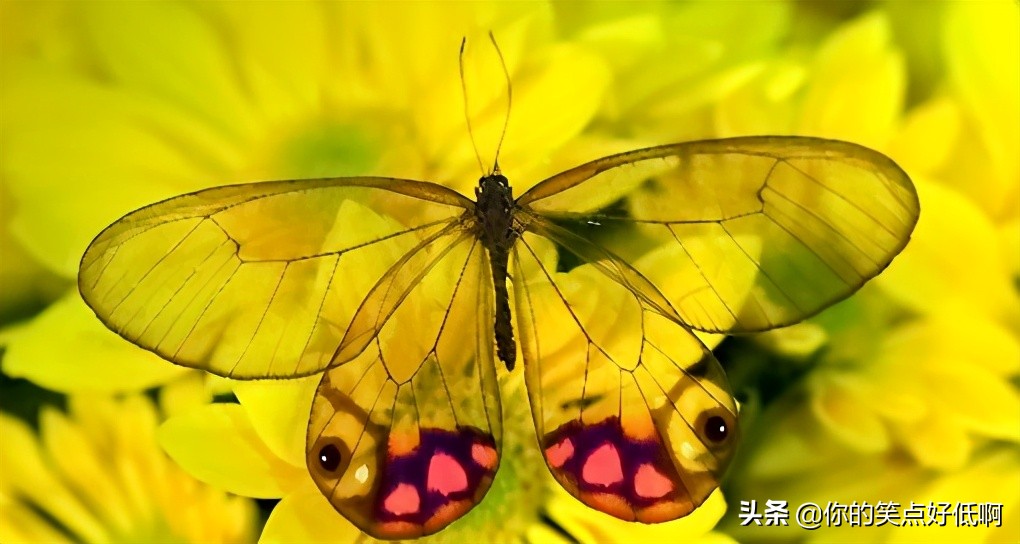 五种透明的动物,5种地球上罕见的动物