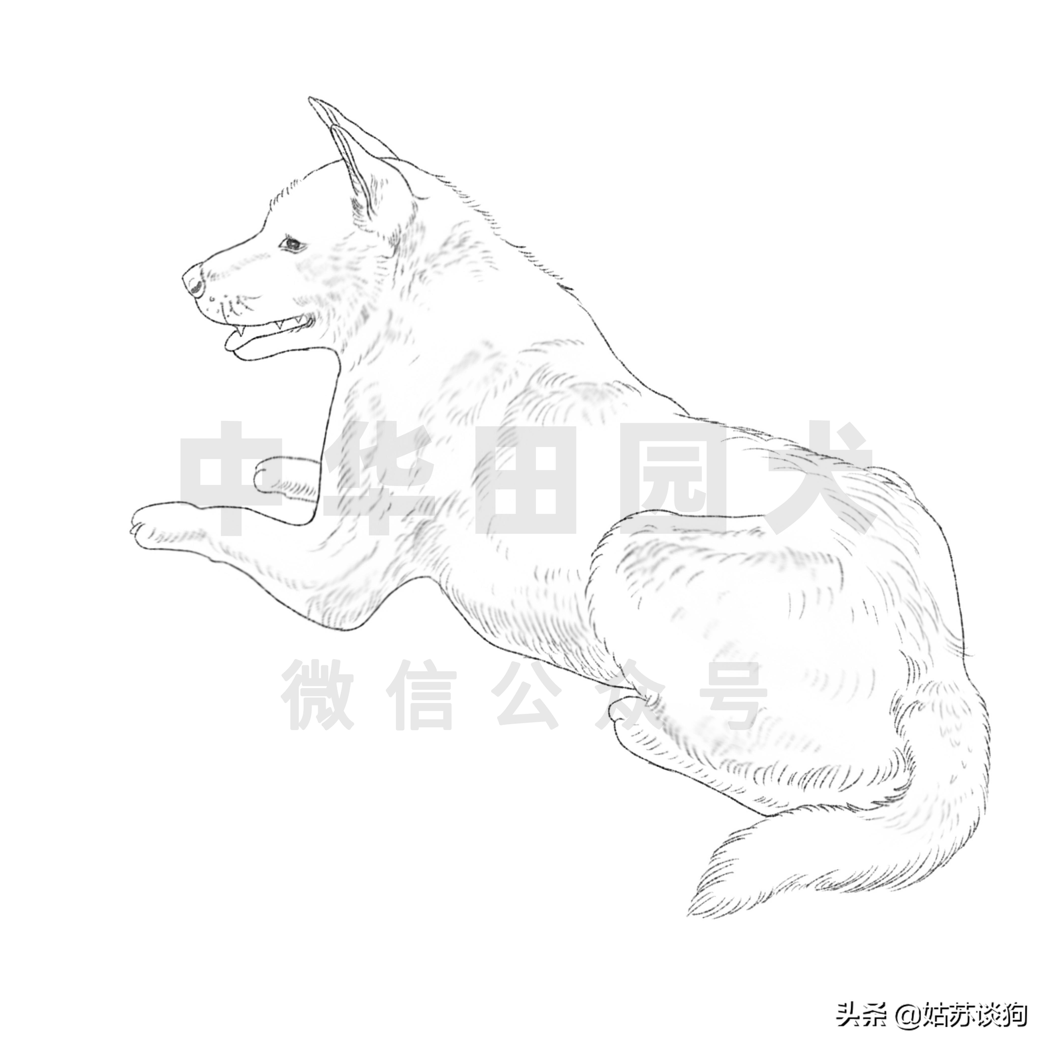 中华田园犬和品种犬有什么区别,中华田园犬什么狗最好养又听话