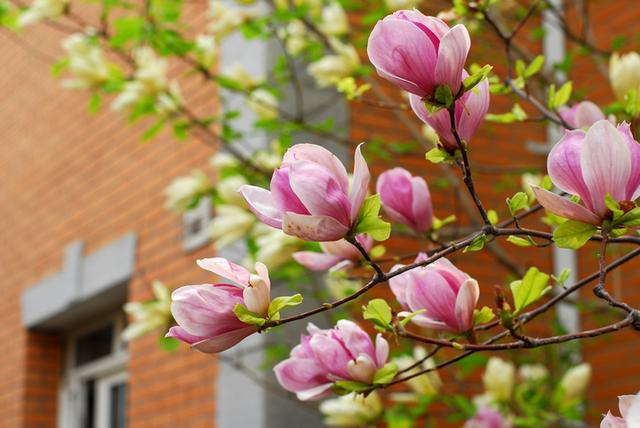 七言绝句春花二十首,春花平水韵七绝诗