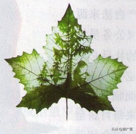 叶脉造型创意画幼儿作品,孩子喜欢的儿童创意画教程6-7岁