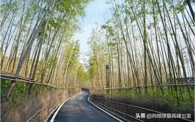 景观草花养护技术大全,景观树木种植技法分析