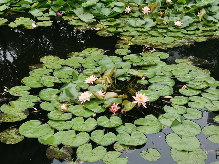 父亲见血是什么兆头,见血就晕的男主演