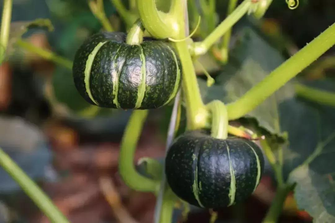 如何种出粉甜的贝贝南瓜,贝贝南瓜怎么种才能结的瓜多