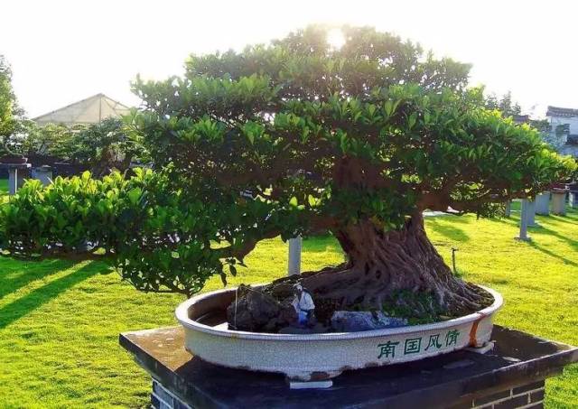 世界上最稀有最名贵的花,世界上最漂亮名贵的花