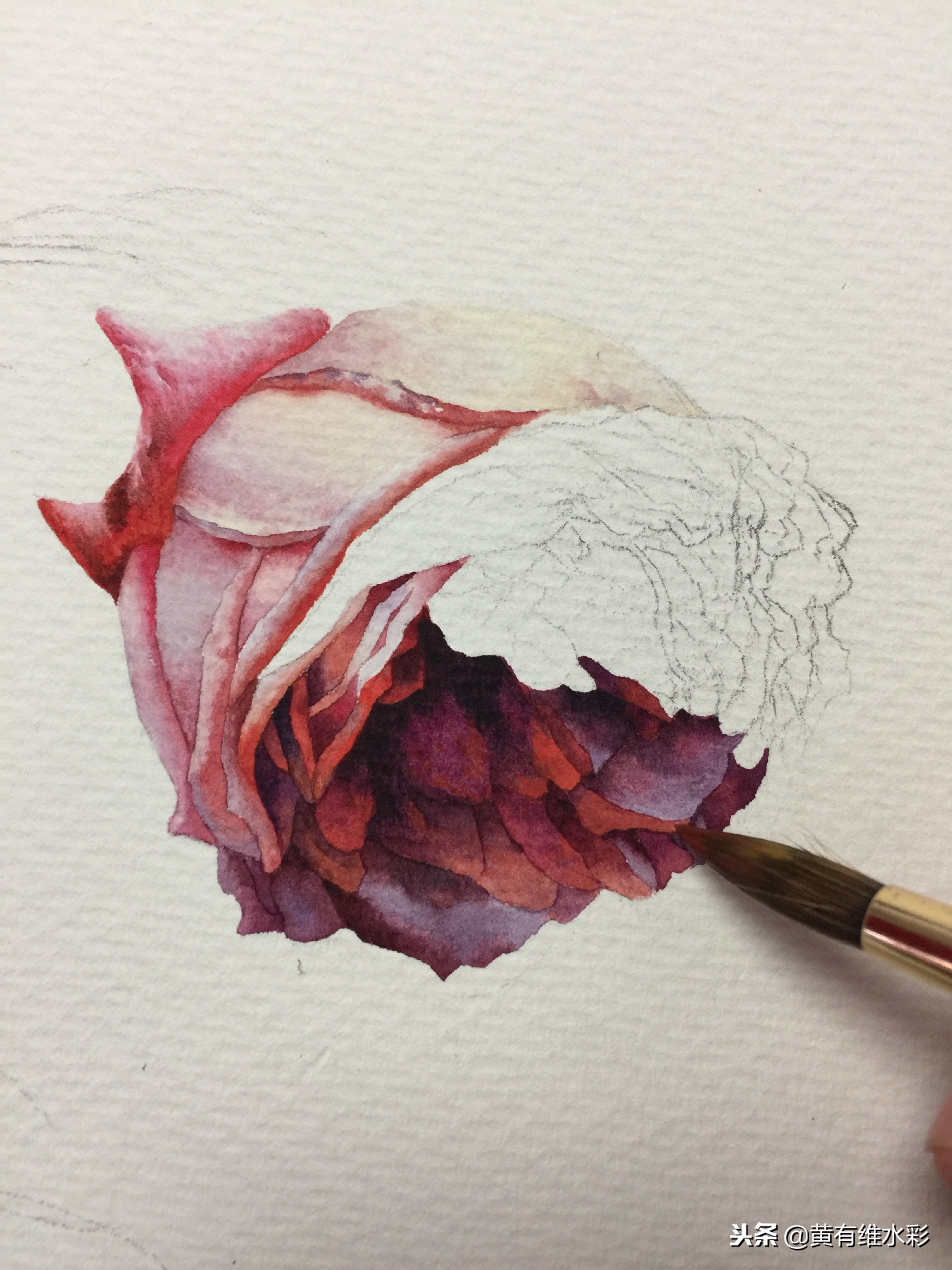水彩绘画教程简单玫瑰,水彩步骤图花卉