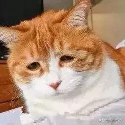 哪个牌子的衣服吊牌好看,没有品牌吊牌的衣服是真的么