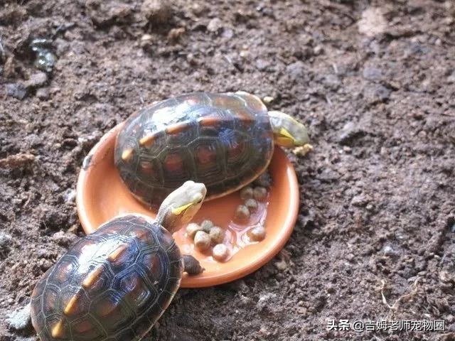 养乌龟新手入门黄缘龟,黄缘龟常见病及预防