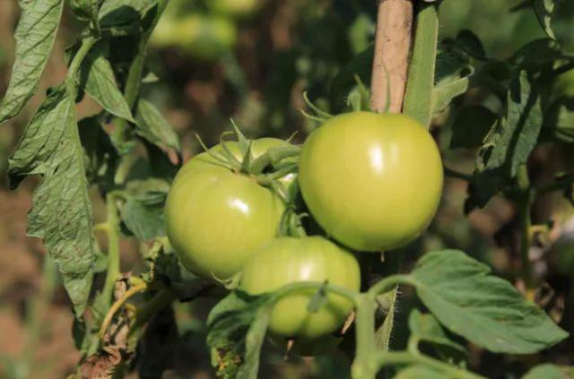 国家能源投资集团神华准能：用绿色绘就发展底色