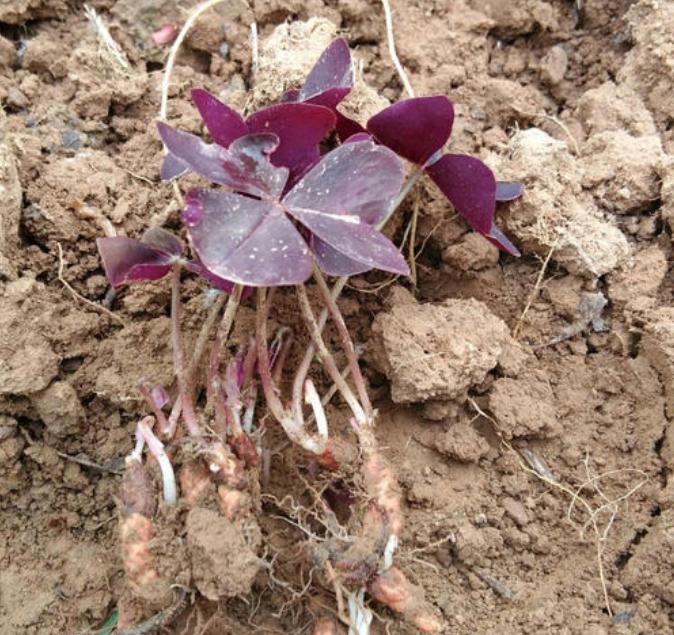 想让花叶绿又茂盛上什么肥,紫叶酢浆草几天可以出苗