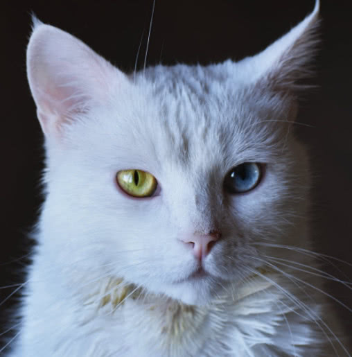 猫咪绝育后舔舐伤口痛苦叫声,有什么方法防止猫咪绝育后舔伤口