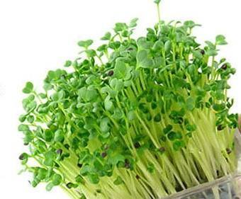 豆芽不用买,豆芽菜不带芽能不能吃