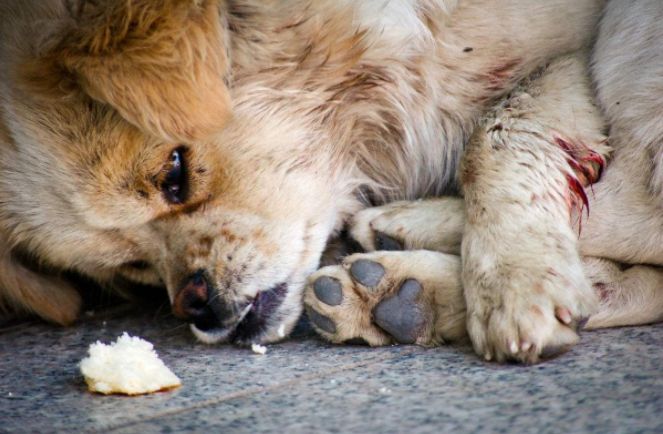 狗狗在消失一段时间又回来了,狗狗被人遗弃一年后长成怪物