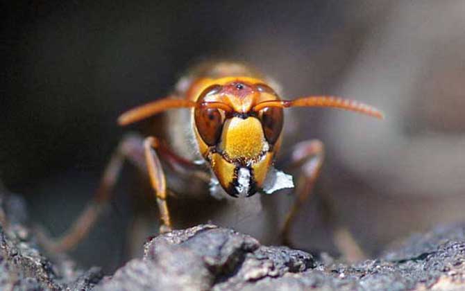 黄蜂与马蜂毒蜂,黄蜂是毒蜂吗