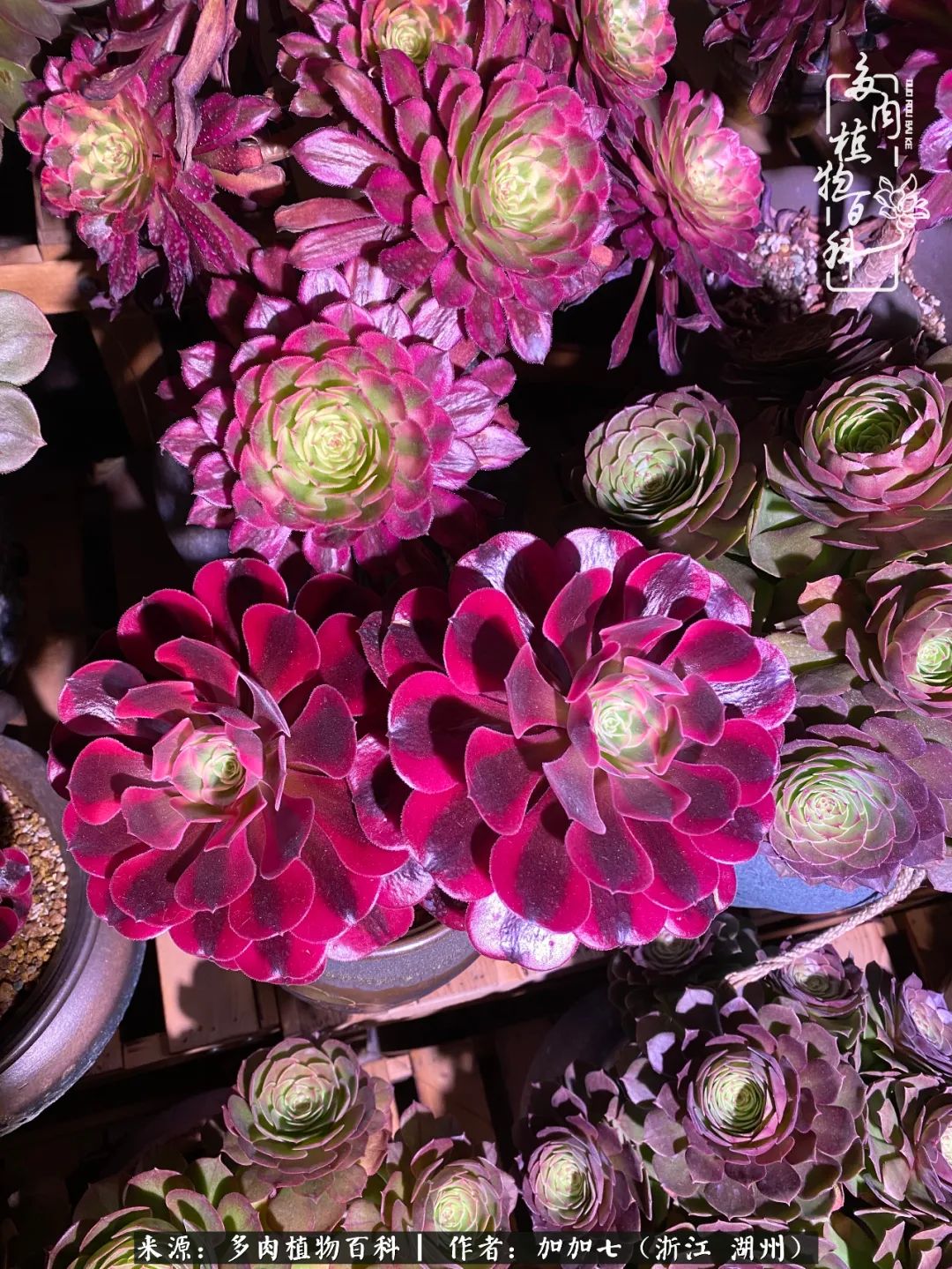 没根的法师夏天怎么养,五法师阵容