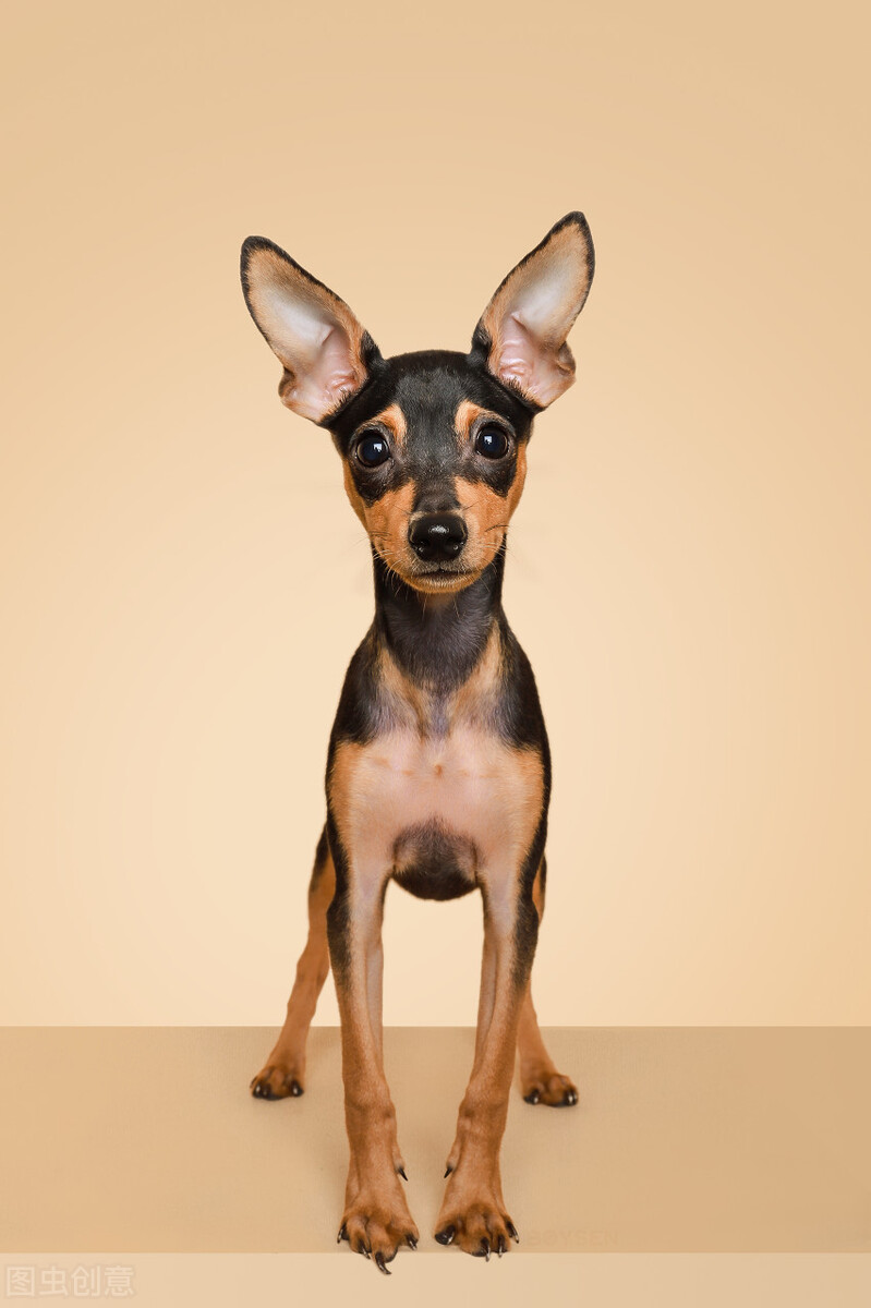 小鹿犬的训练方法,如何训练6个月的小鹿犬