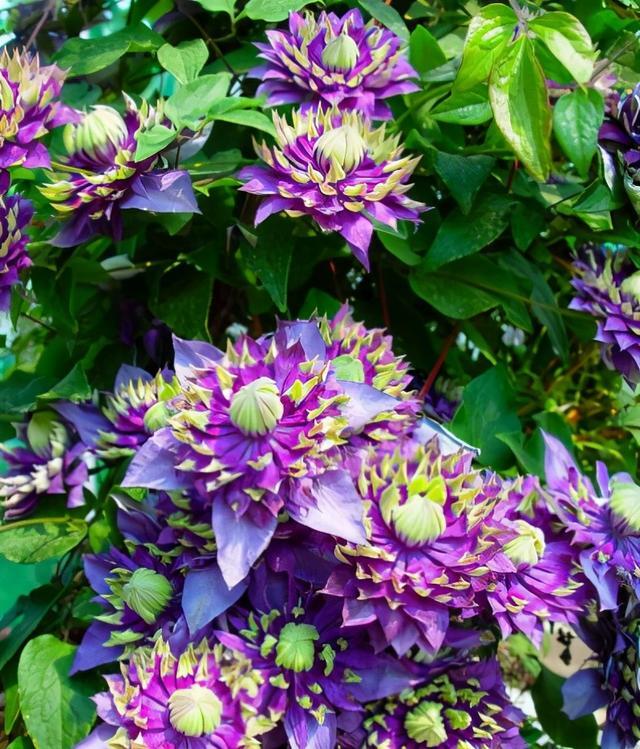 院子里可以种的爬藤花卉都有什么,10种爬藤花卉