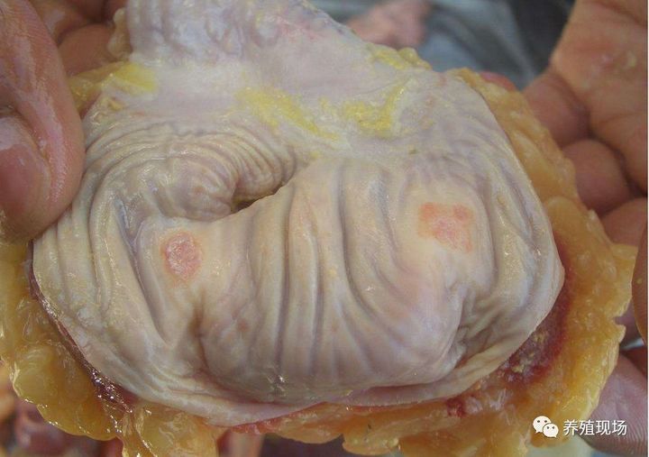 养鸡场霉菌的危害,鸡场霉菌毒素