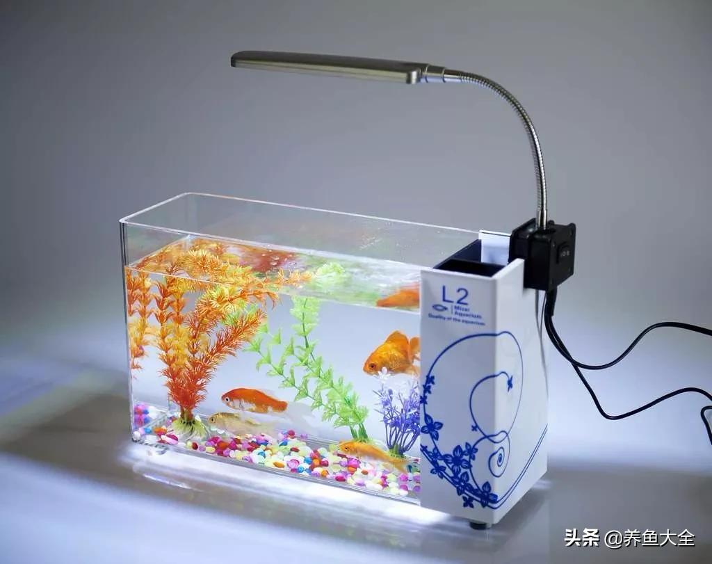 东北鱼缸适合养什么鱼,家用鱼缸适合养什么鱼