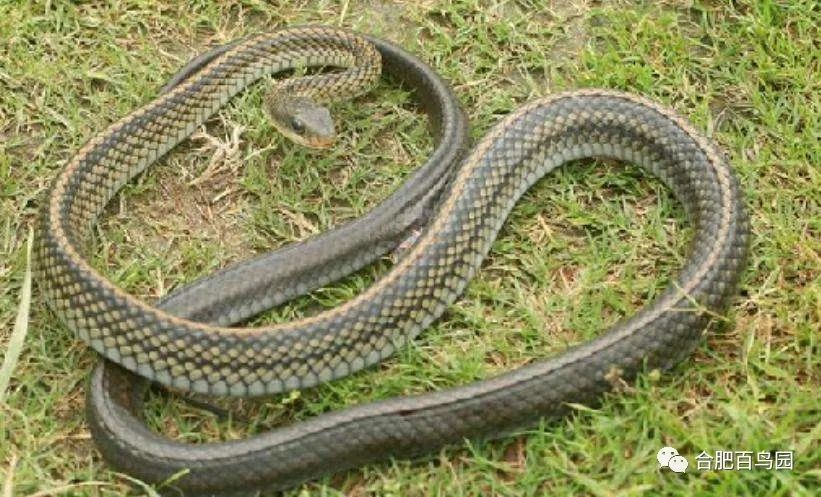 蛇类科普动物世界,各种动物蛇类科普视频