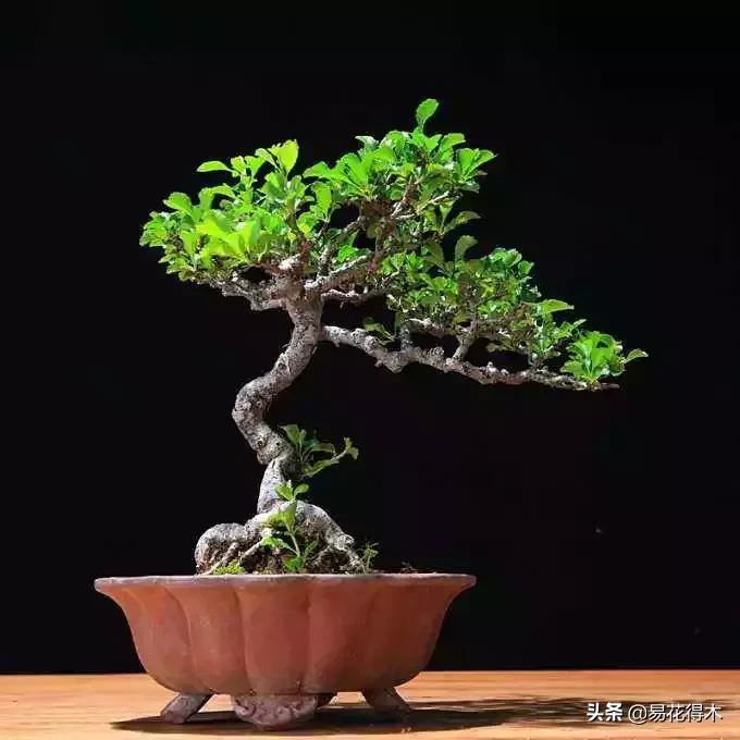 日本海棠的养殖方法,日本海棠花卉习性