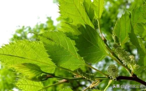 矮化桑树换完盆黄叶,桑树枯萎怎么处理