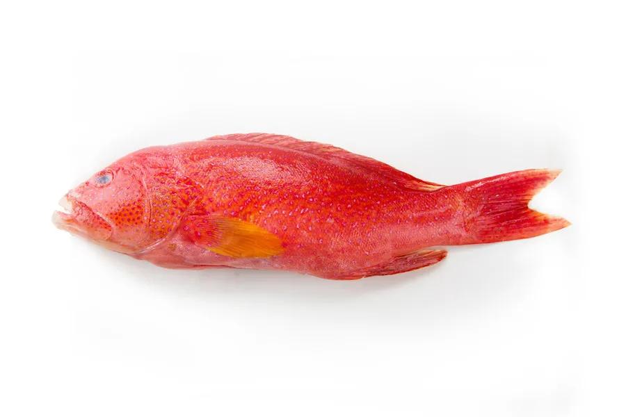 中国本土正宗鱼类品种大全,进口鱼类最新消息