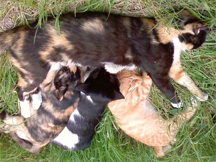 辟谣，母猫幼崽并非只有单一父亲，它竟能同时生下多只公猫的后代