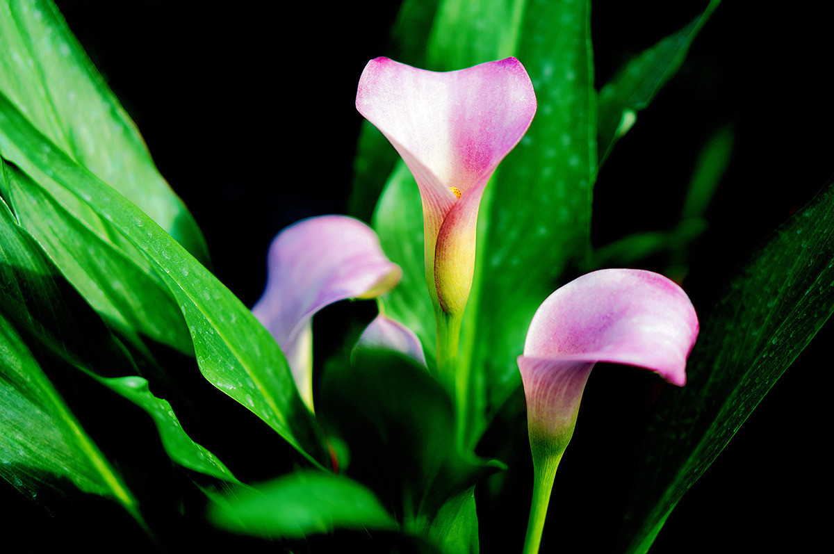 马蹄莲的种植和养护方法视频讲解,马蹄莲种球种植方法和时间表视频