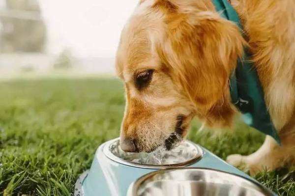 台湾兽医亲述狗粮致肾衰竭事件始末,前事不忘后事之师(二)