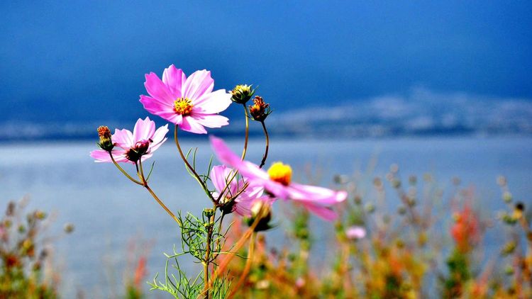 深秋的私语,美文美图经典欣赏