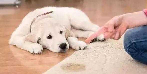 狗狗最怕什么样的“惩罚”？5个有效的法子，让你家狗子不再犯错