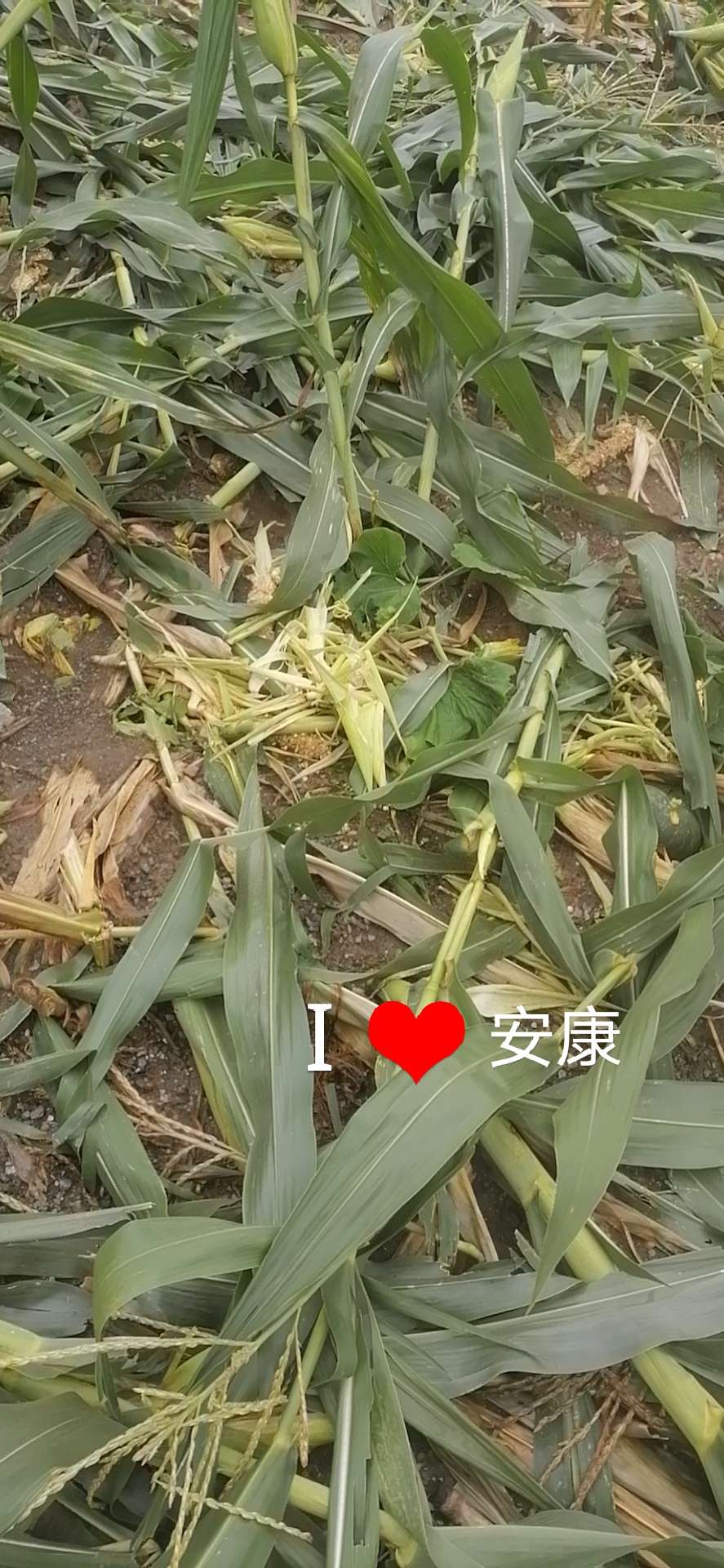 野猪该如何防范,野猪凶猛祸害庄稼村民无招咋办