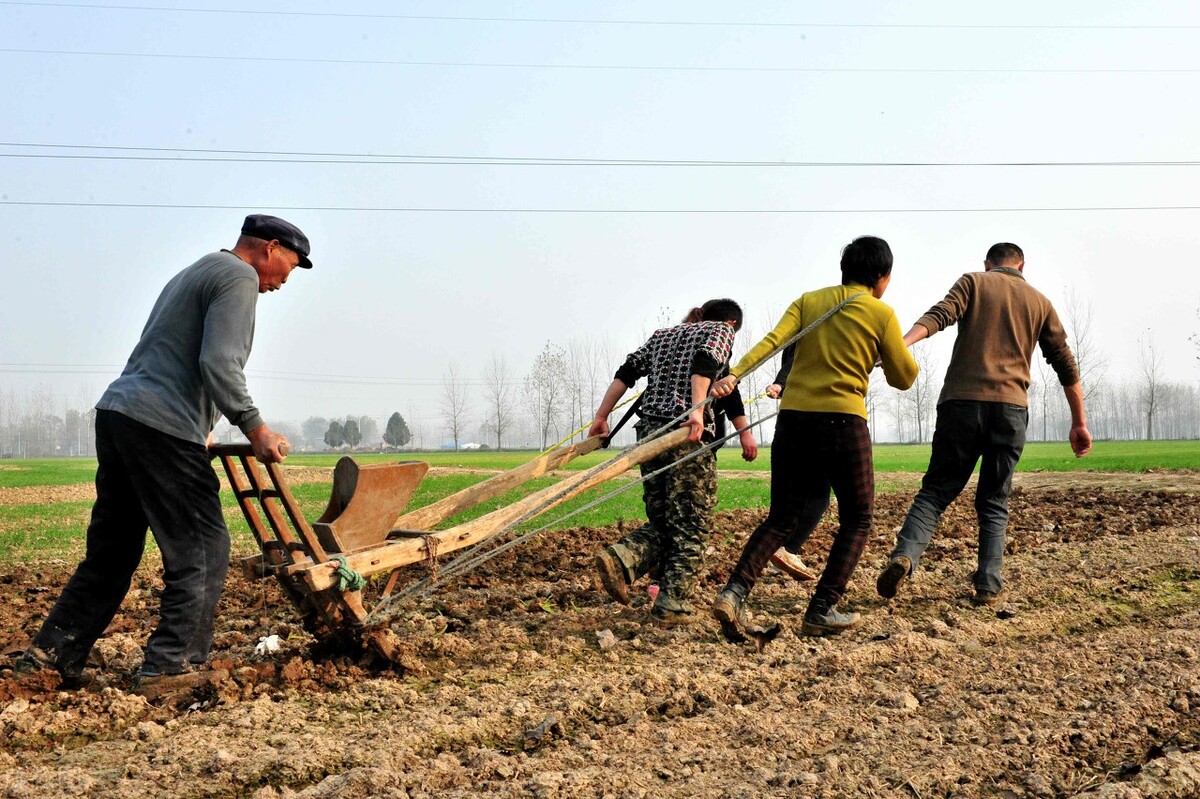 今年秋季庄稼雨水咋样,今年雨水多小麦播种还需要镇压吗