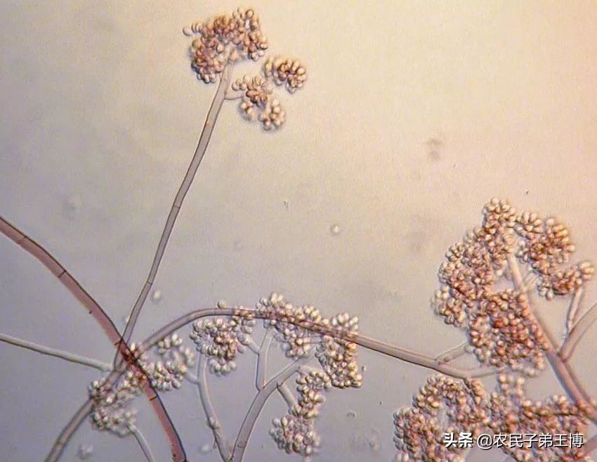 蕹菜田间管理,蕹菜枯萎病