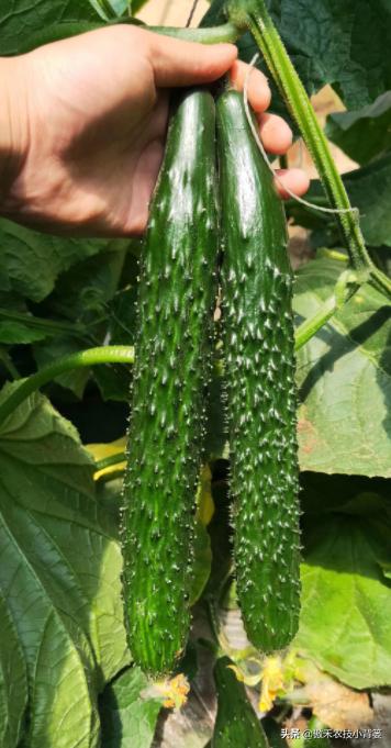 黄瓜结瓜不长蔓怎么回事,黄瓜弯瓜多的解决小妙招