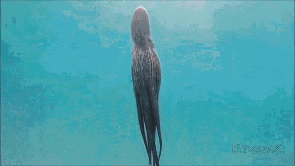 怎么区分章鱼八爪鱼鱿鱼墨鱼乌贼,章鱼鱿鱼墨鱼都是软体动物吗