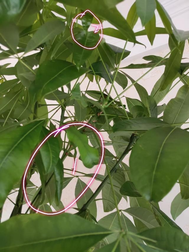 养的发财树黄叶特别多怎么办,发财树叶子发黄下垂发软怎么处理